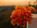 Bengal Orange Variegated Bougainvillea Live Starter Plant – Well Rooted Plug, Ornamental Vine, Tropical Foliage, Bright Orange Bracts