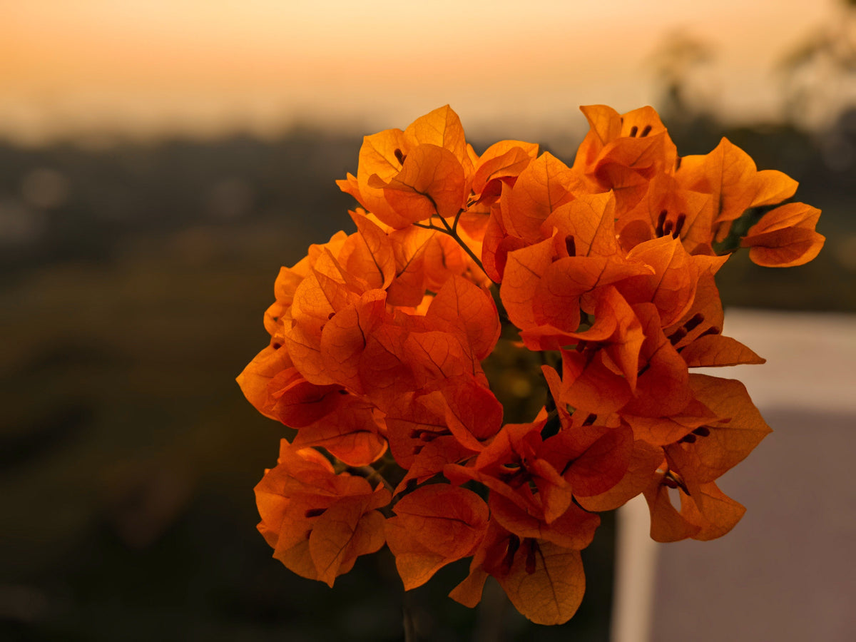 Bengal Orange Variegated Bougainvillea Live Starter Plant – Well Rooted Plug, Ornamental Vine, Tropical Foliage, Bright Orange Bracts