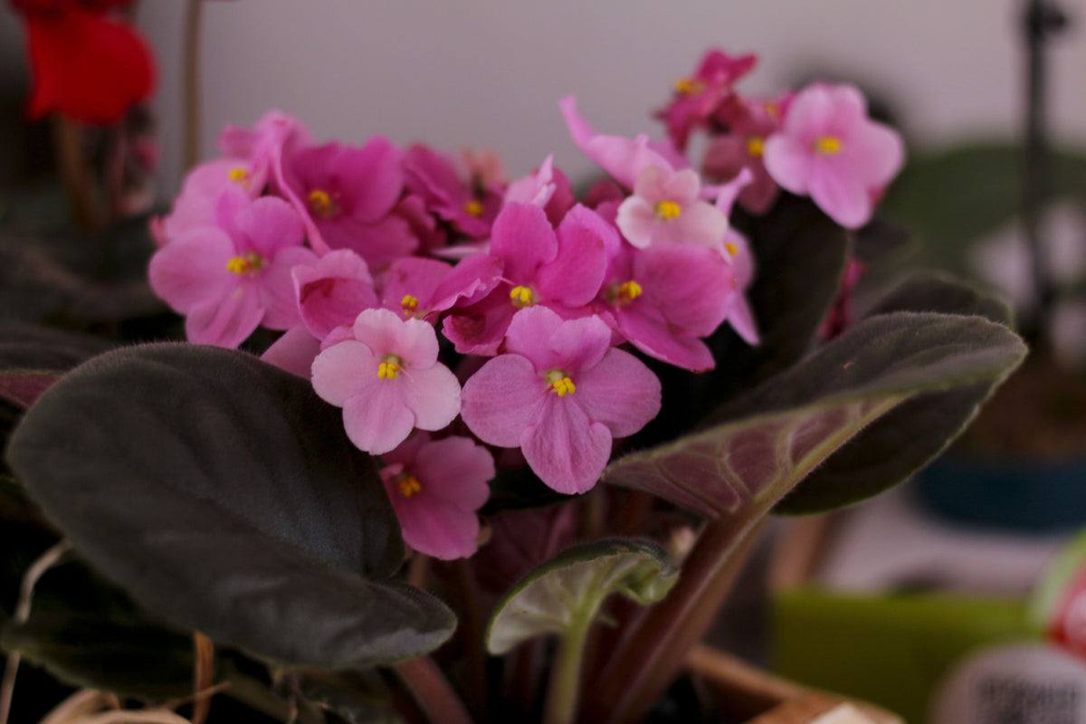 Pink African Violet Live Plant – 2 Inch Mini Pot – Saintpaulia Hybrid, Indoor Flowering Houseplant, Compact, Easy Care