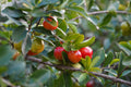 Barbados Acerola Cherry Live Plant – Malpighia emarginata – Fruiting Shrub with Ornamental Foliage and Bright Red Fruit