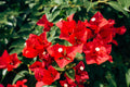 San Diego Red Bougainvillea Live Starter Plant – Well Rooted Plug, Tropical Flowering Vine, Red Bracts, Landscape, Container, Fencing