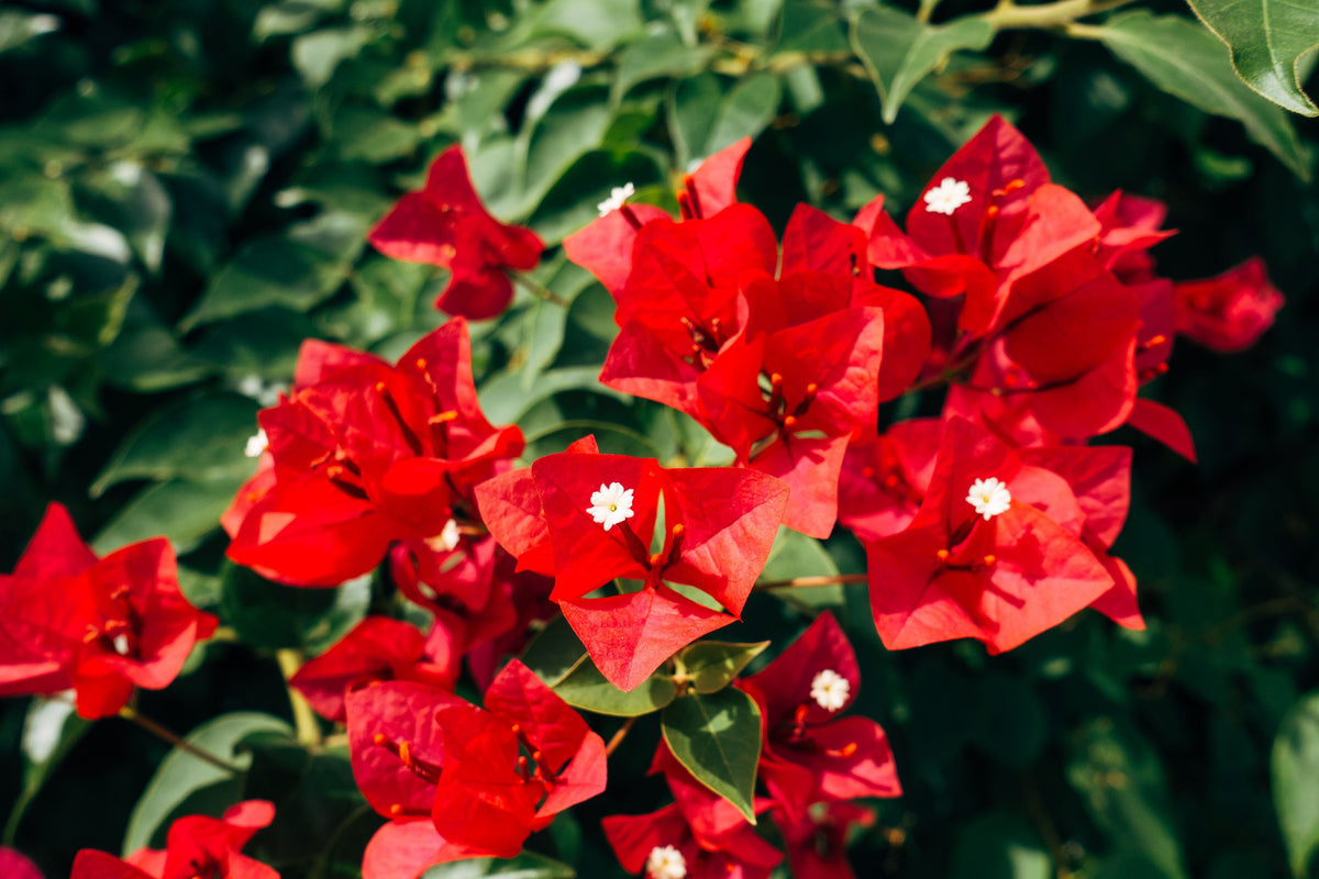 San Diego Red Bougainvillea Live Starter Plant – Well Rooted Plug, Tropical Flowering Vine, Red Bracts, Landscape, Container, Fencing