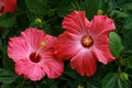 Madagascar Hibiscus Live Starter Plant – Hibiscus moscheutos – 3–5 Inch Rooted Plant for Garden, Containers, Pollinator Gardens