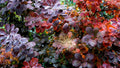 Royal Purple Smokebush Live Plant 1 Quart Grow Bag - Cotinus coggygria, Ornamental Shrub, Deep Purple Foliage
