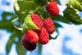 Jaclyn Everbearing Red Raspberry Live Starter Plant – Rubus idaeus – Edible Garden, Cold-Hardy Perennial, Fruit Plant for USDA Zones 3-8
