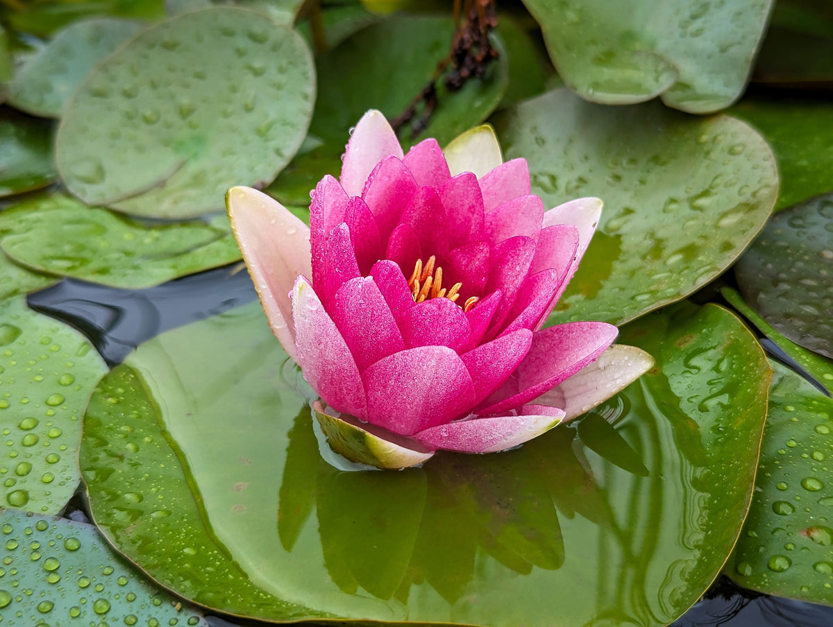 Red Hardy Water Lily Tuber for Ponds & Water Gardens, Nymphaea spp., Live Aquatic Plant