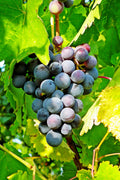 Muscadine Grape Vine Starter Plug 3–4 Inch Tall, 'Delicious' Vitis rotundifolia, Native Fruit Plant for Garden Trellises & Edible Landscapes