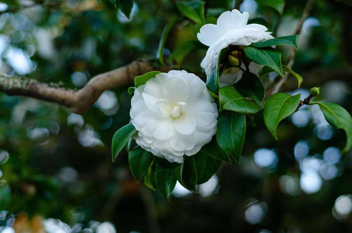 Miss Biloxi Camellia Live Starter Plant – Camellia japonica 'Miss Biloxi' – Evergreen Shrub in Nursery Pot