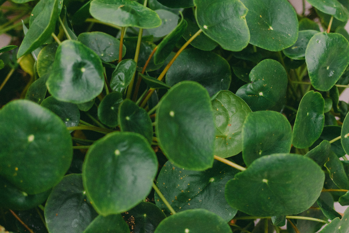Chinese Money Plant Live Houseplant in 2-Inch Pot, Pilea peperomioides, Compact Indoor Plant for Windowsills & Desks