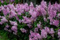 Dwarf Korean Lilac Live Plant – 3.5 Inch Pot – Syringa meyeri 'Palibin' – Fragrant Lavender-Pink Blooms, Compact Shrub for Borders & Containers