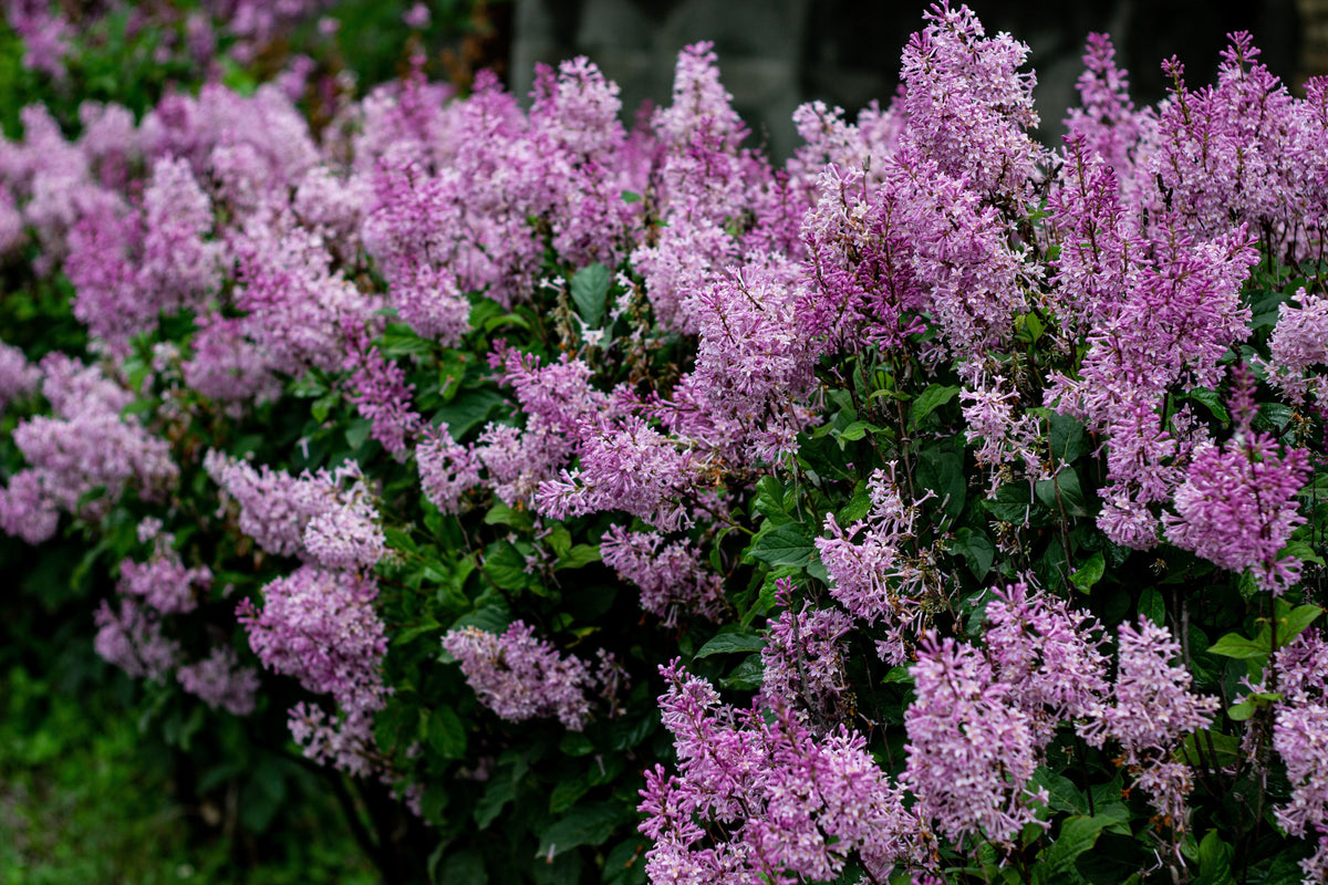 Dwarf Korean Lilac Live Plant – 3.5 Inch Pot – Syringa meyeri 'Palibin' – Fragrant Lavender-Pink Blooms, Compact Shrub for Borders & Containers