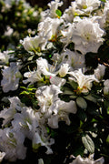 White Gumpo Dwarf Azalea Starter Plant – Live Evergreen Rhododendron Hybrid with White Blooms, Compact Growth, Shade and Border Garden Use