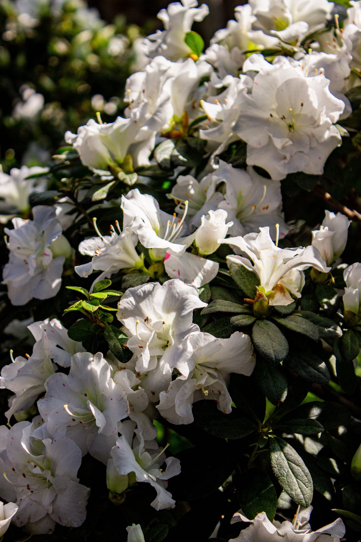 White Gumpo Dwarf Azalea Starter Plant – Live Evergreen Rhododendron Hybrid with White Blooms, Compact Growth, Shade and Border Garden Use