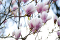 Saucer Magnolia Live Plant in 1 Gallon Pot – Magnolia × soulangeana Ornamental Flowering Tree or Shrub