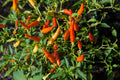 Pequin Mexican Chili Pepper Plants – Lot of 3 – Capsicum annuum, Compact Edible Garden & Container Plants