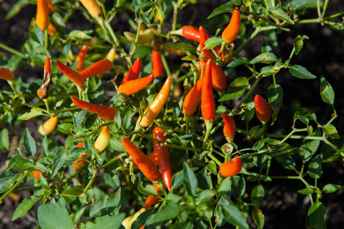 Pequin Mexican Chili Pepper Plants – Lot of 3 – Capsicum annuum, Compact Edible Garden & Container Plants