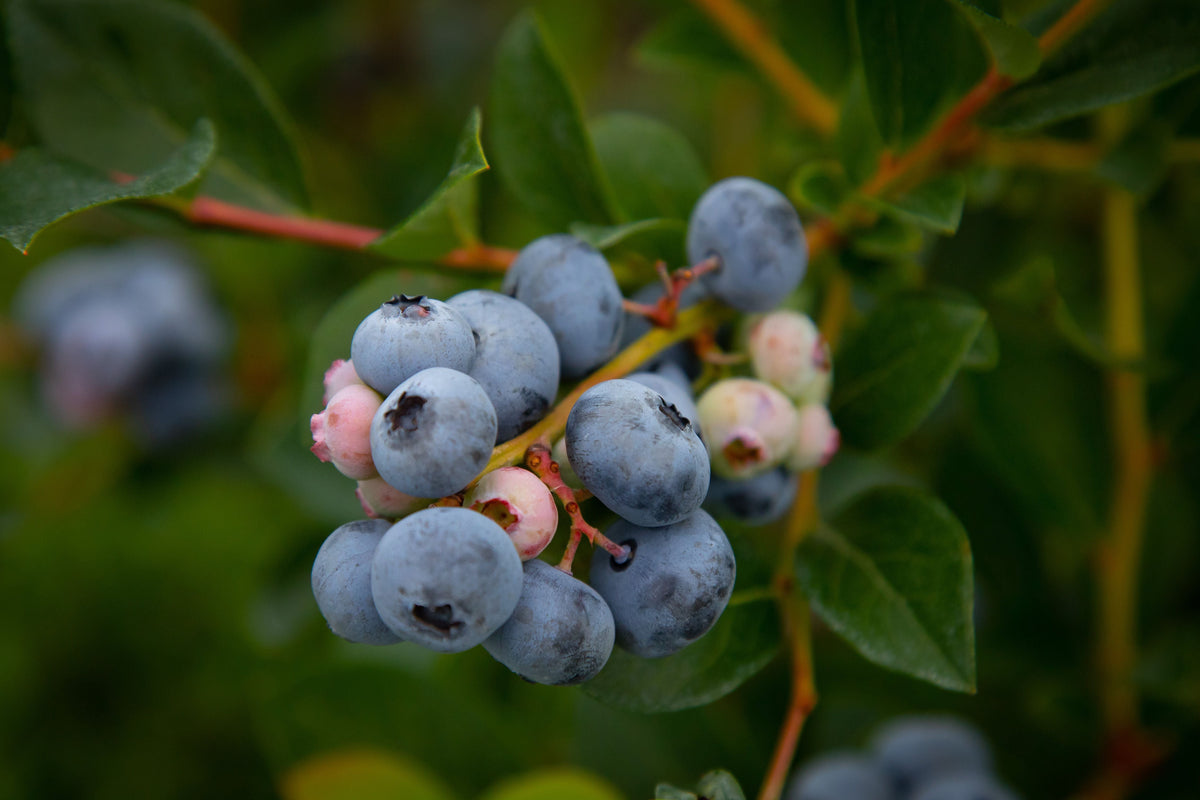 Sunshine Blue Blueberry Live Plant – Semi-Dwarf Vaccinium corymbosum in 1 Quart Grow Bag for Container Gardening