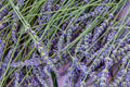 Lavender 'Grosso' Live Plant in 2.5 Inch Pot – Aromatic Lavandula × intermedia 'Grosso' for Gardens & Containers