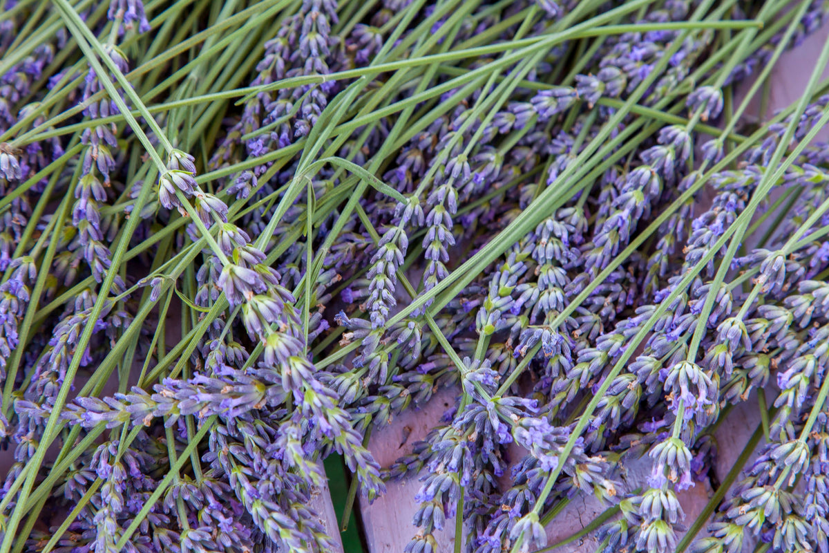 Lavender 'Grosso' Live Plant in 2.5 Inch Pot – Aromatic Lavandula × intermedia 'Grosso' for Gardens & Containers