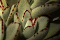 Kalanchoe Tomentosa 'Panda' Succulent Plant in 3-Inch Pot, Fuzzy Silver-Green Foliage, Easy-Care Indoor or Outdoor Plant