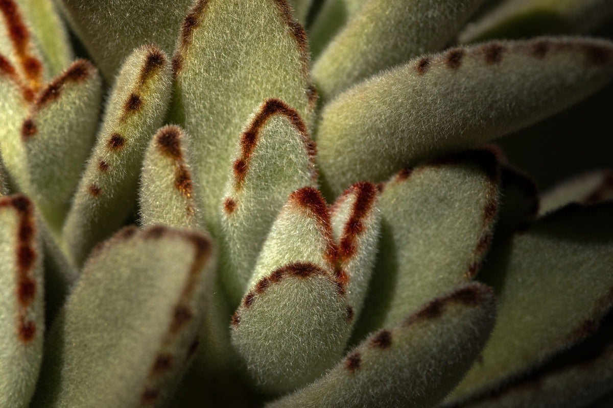 Kalanchoe Tomentosa 'Panda' Succulent Plant in 3-Inch Pot, Fuzzy Silver-Green Foliage, Easy-Care Indoor or Outdoor Plant
