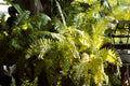 Ghost Fern Live Plants – 3 Rooted Starters in 1 Qt Pots, Athyrium 'Ghost' Silver Green Fern for Shade Gardens & Containers