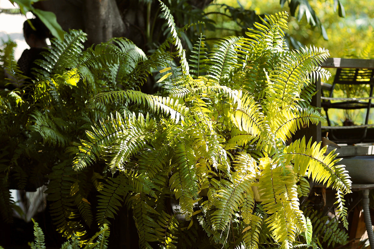 Ghost Fern Live Plants – 3 Rooted Starters in 1 Qt Pots, Athyrium 'Ghost' Silver Green Fern for Shade Gardens & Containers