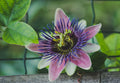 Purple Passion Plant Live Starter – 3 Inch Gynura aurantiaca Purple Velvet Indoor Houseplant