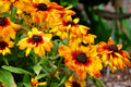 Sunny Susy Cherry Black Eyed Susan Vine Live Starter Plant Thunbergia alata Climbing Ornamental Vine