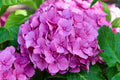 Hydrangea macrophylla Merritt's Supreme Set of 2 Live Plants in Quart Pots Pink & Blue Mophead Flowers