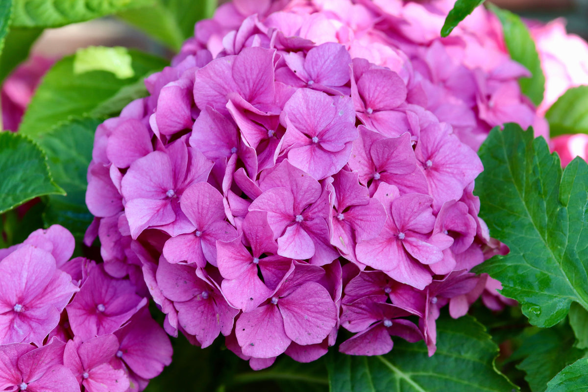 Hydrangea macrophylla Merritt's Supreme Set of 2 Live Plants in Quart Pots Pink & Blue Mophead Flowers