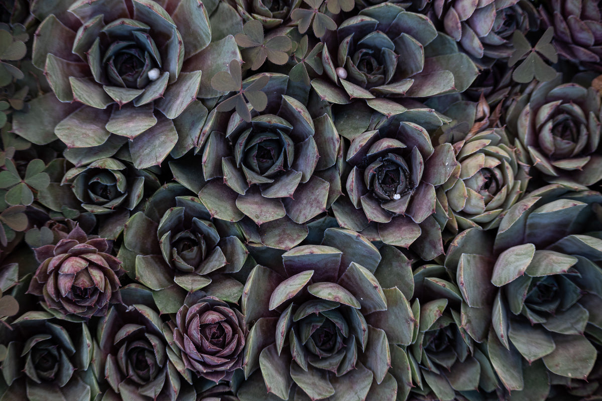 Large Purple Echeveria Cluster Live Succulent with Pups – Rare Ornamental Plant, Drought Tolerant, 17 Inches Wide, Scientific Name: Echeveria purpusorum
