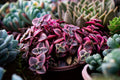 Succulent Plant – Calico Kitten Variegated – Trailing Crassula pellucida subsp. marginalis – 4-Inch Pot