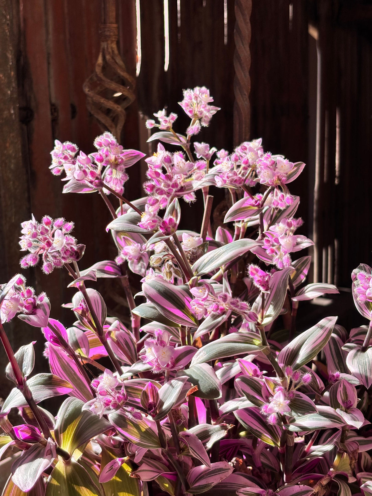 Pink Lady Callisia Repens Live Plant in 4-Inch Pot, Variegated Trailing Succulent, Indoor and Outdoor Container Plant