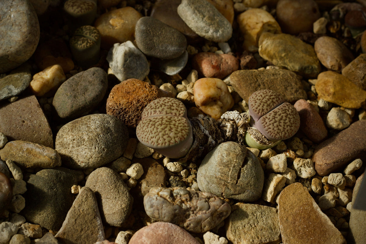 Assorted Lithops Living Stones Succulents Bare Root Collection, 10 Plants, Drought-Tolerant Indoor Garden, Unique Stone-Like Appearance