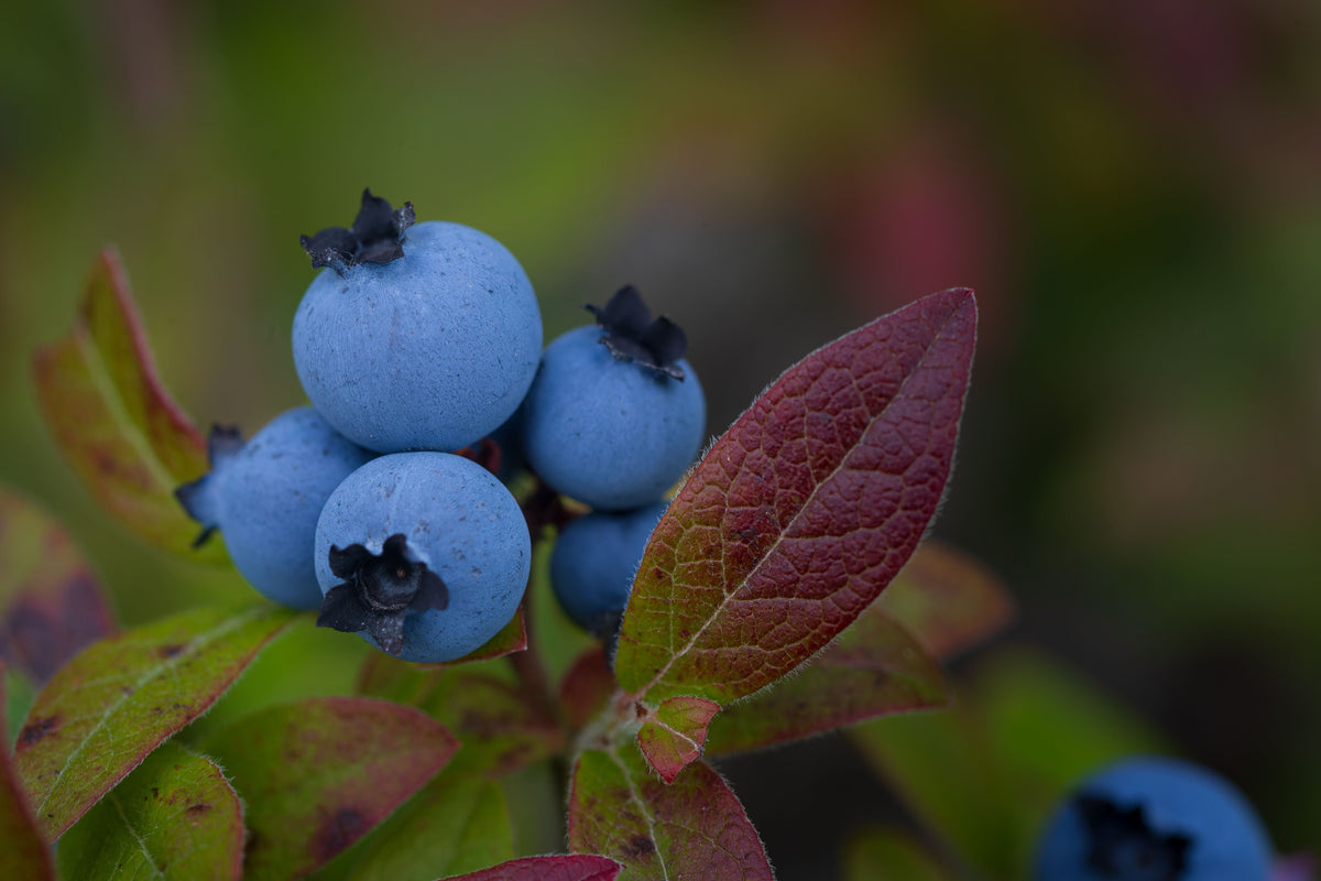 Blueberry Live Plants – 2 Blueray Highbush Fruit Bearing Shrubs – Vaccinium corymbosum Seedlings for Garden, Container, Edible Landscape