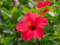 Madagascar Hibiscus Starter Plant – 3–5 Inch Rooted Perennial Flowering Plant – Hibiscus moscheutos for Garden, Landscape & Pollinator Gardens