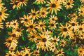 Goldblitz Black Eyed Susan Live Plants – 3 Rooted Perennial Starters in 1 Qt Pots, Rudbeckia fulgida, Bright Yellow Flowers