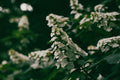 Snow Queen Oakleaf Hydrangea Live Plant 1 Pint | Hydrangea quercifolia | White Flowers & Oak-Shaped Foliage