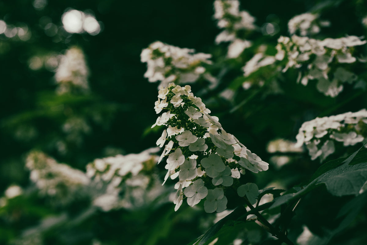 Snow Queen Oakleaf Hydrangea Live Plant 1 Pint | Hydrangea quercifolia | White Flowers & Oak-Shaped Foliage