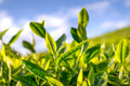 Live Tea Plant in 3-Inch Pot, Camellia sinensis, Green Tea Shrub, Evergreen Container Plant for Gardens & Edible Landscapes