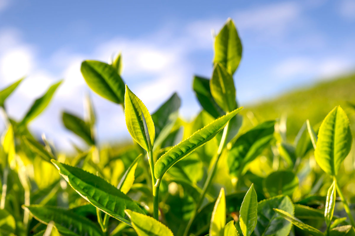 Live Tea Plant in 3-Inch Pot, Camellia sinensis, Green Tea Shrub, Evergreen Container Plant for Gardens & Edible Landscapes