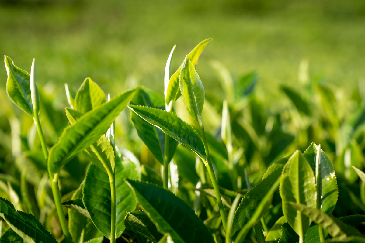 Organic Tea Plant Starter – 6–12 Inch Camellia sinensis Evergreen Shrub for Gardens & Containers