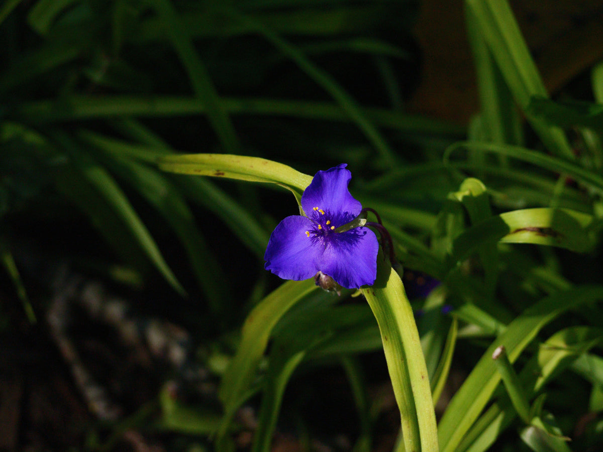 10 Spiderwort Bare Root Rhizomes – Purple Flowering Tradescantia Perennial Live Plants for Cottage & Pollinator Gardens