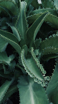 Mother of Thousands Succulent Live Plant 2-Inch Pot Kalanchoe daigremontiana Indoor Container Plant