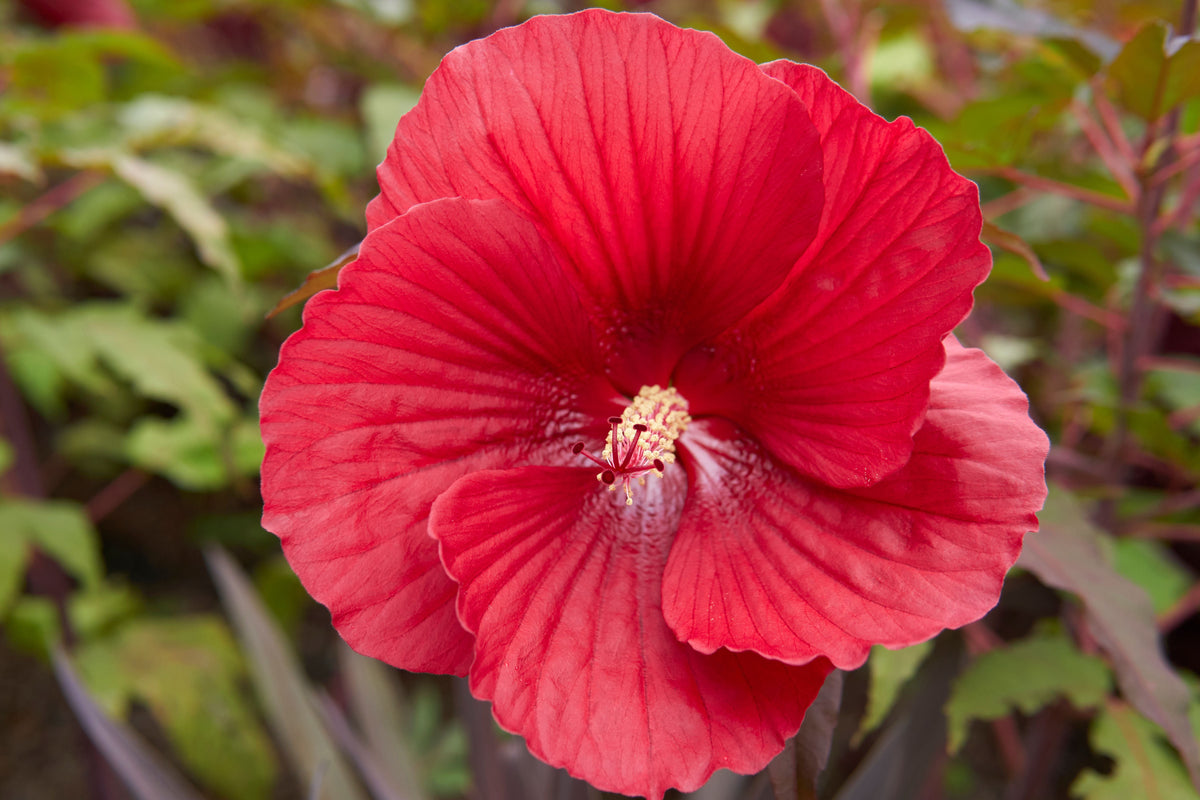 Hardy Hibiscus Live Plant 2.5-Inch Pot Midnight Marvel Red Flowers Hibiscus moscheutos