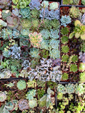 Mixed Succulent Cuttings 25-Pack – Unrooted Live Rosettes, Assorted Colors & Varieties for Container Gardens & Arrangements