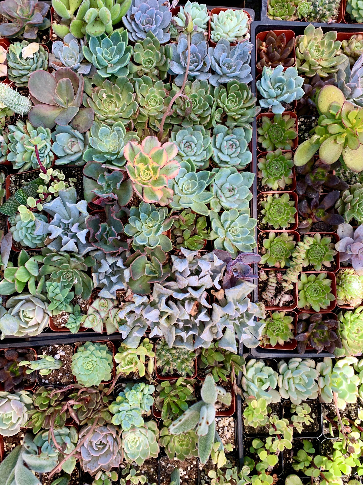 Mixed Succulent Cuttings 25-Pack – Unrooted Live Rosettes, Assorted Colors & Varieties for Container Gardens & Arrangements