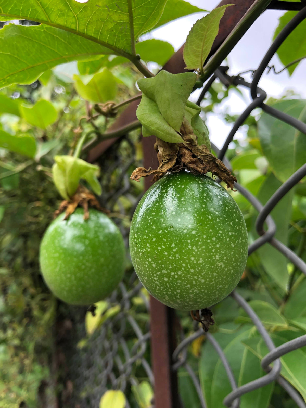 Giant Granadilla Passion Fruit Live Starter Plant – Passiflora quadrangularis Tropical Climbing Vine for Gardens & Trellises