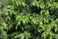 Ylang Ylang Live Plant in 6-Inch Pot, Fragrant Tropical Flowering Tree, Cananga odorata, Ornamental Evergreen Plant